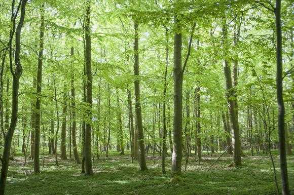 Sandbjerg Gods igangsætter skovrejsningsprojekt